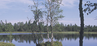 The Wildsee lake in the Bad Wildbad upland moor landscape
